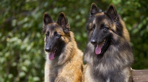 Belgian Tervurens Retractable Including More Doc