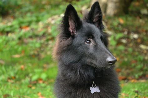 Belgium Black Dog: A Comprehensive Guide to History, Genetics, and Care