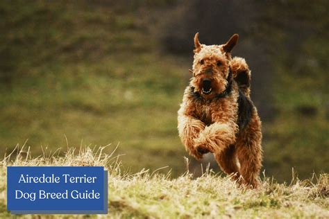 Bella's Guide: A Comprehensive Exploration of Your Favorite Breed