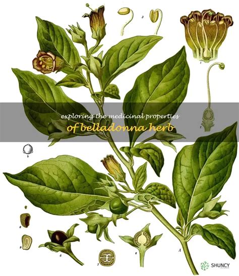 Belladonna: A Poisonous Beauty with Medicinal Value