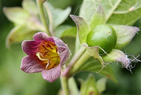 Belluhdonna: A Deadly Flower with Potential Benefits