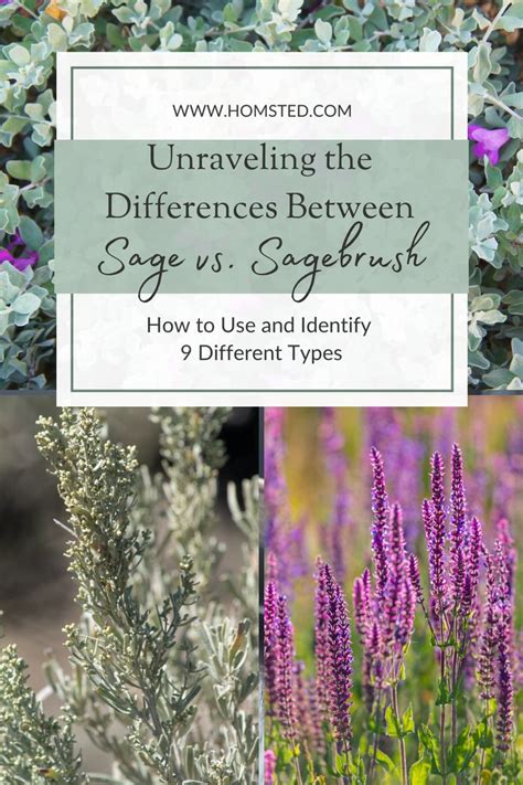 Beneficial Herbs for Longevity and Well-being: Unraveling the Secrets of Bryn Sage