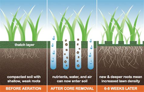 Benefits of Aeration and Fertilization