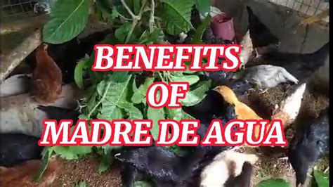 Benefits of Agua de la Madre