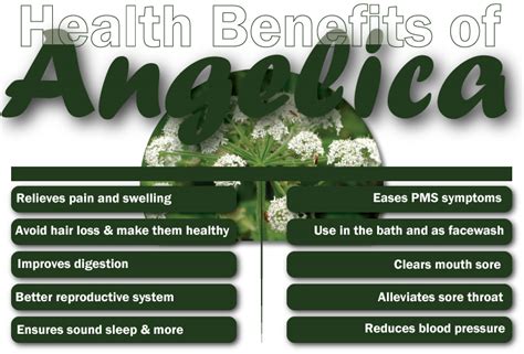 Benefits of Angelica: