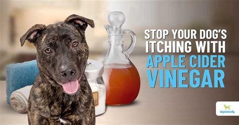 Benefits of Apple Cider for Dogs