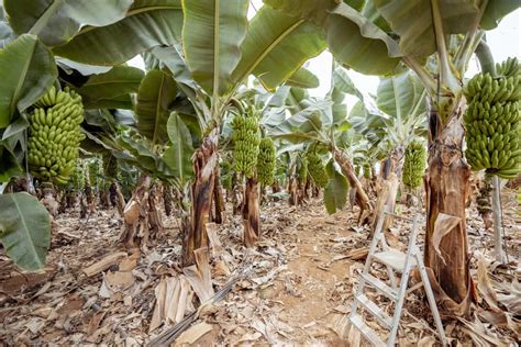 Benefits of Banana Fertilizer