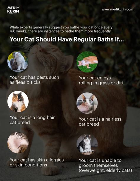 Benefits of Bathing Cats