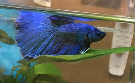 Benefits of Betta Fish Hammocks