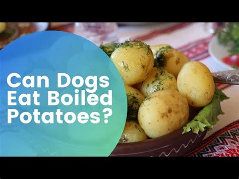 Benefits of Boiled Potatoes for Dogs