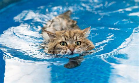 Benefits of Cat Swimming Pools