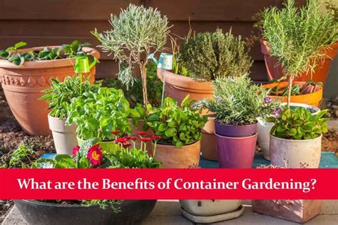 Benefits of Container Gardening