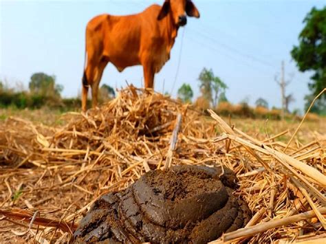 Benefits of Cow Dung Compost