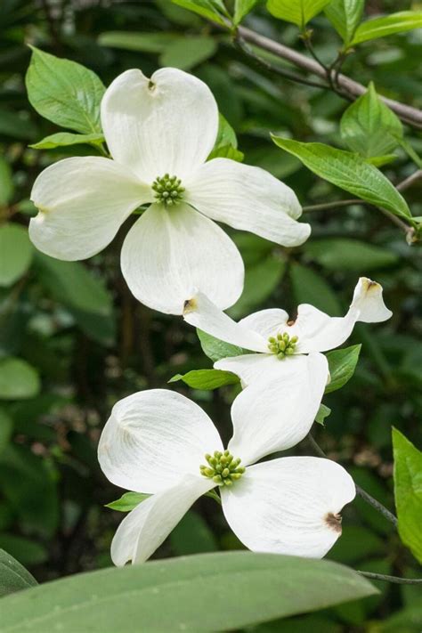 Benefits of Fertilizing Dogwood Trees