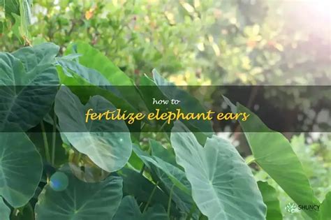 Benefits of Fertilizing Elephant Ears