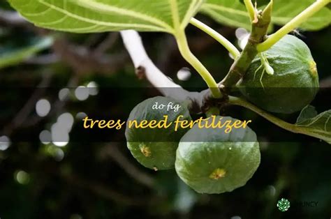 Benefits of Fertilizing Fig Trees