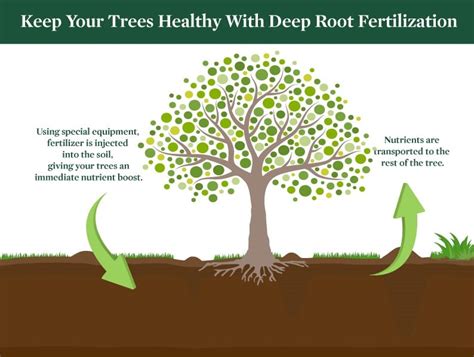 Benefits of Fertilizing Oak Trees