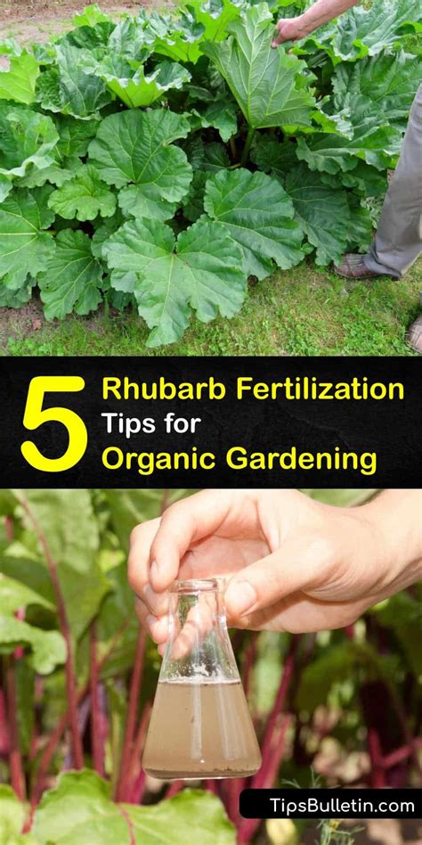 Benefits of Fertilizing Rhubarb: