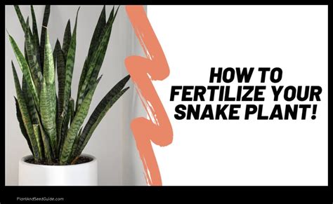 Benefits of Fertilizing Snake Plants