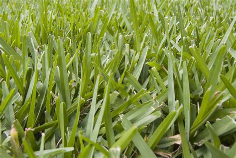 Benefits of Fertilizing St. Augustine Grass