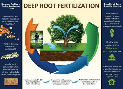 Benefits of Fertilizing Trees and Shrubs