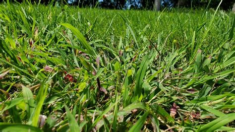 Benefits of Fertilizing for Crabgrass Control: