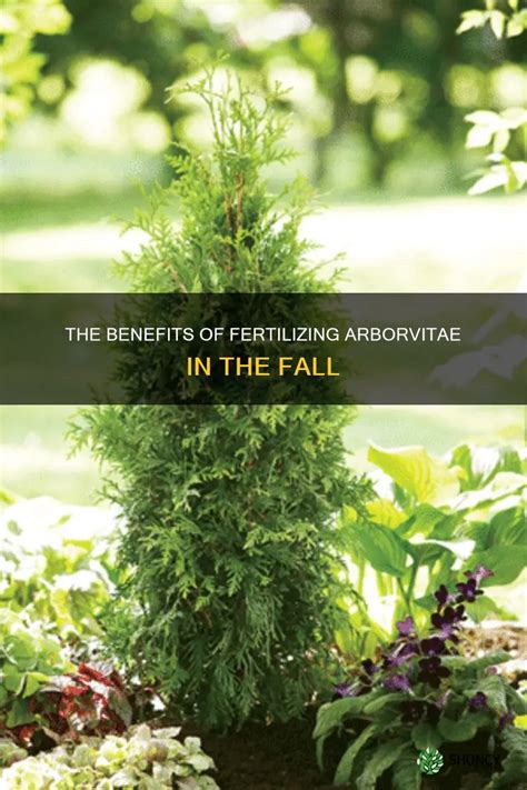 Benefits of Fertilizing in Fall