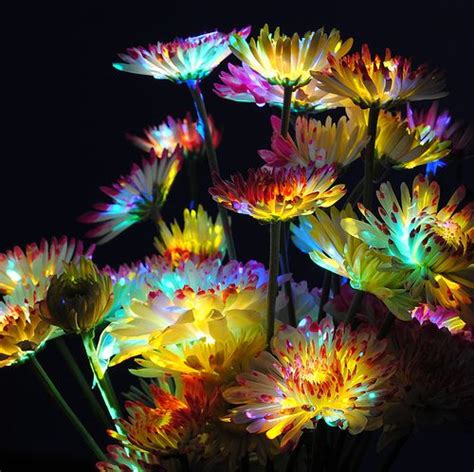 Benefits of Glowing Wall Flower Pictures