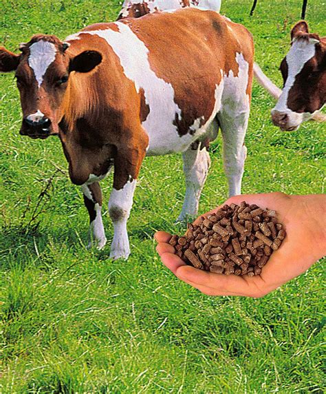 Benefits of Granulated Cow Manure