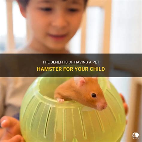 Benefits of Hamsters as Pets