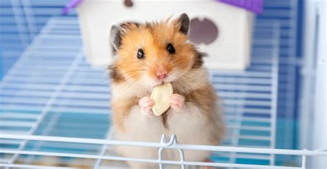Benefits of Having a Hamster in Your Dorm