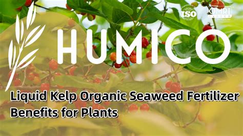 Benefits of Kelp Seaweed Fertilizer: A Nutrient-Rich Elixir for Plants