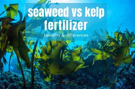 Benefits of Kelp and Seaweed Fertilizer