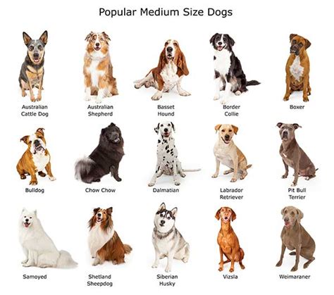 Benefits of Medium-Sized Dogs