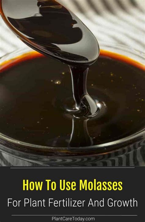 Benefits of Molasses as a Fertilizer