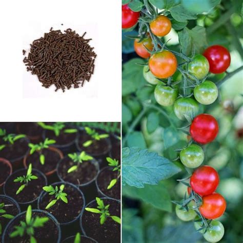 Benefits of Natural Tomato Fertilizers