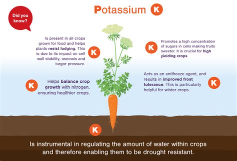 Benefits of Nitrogen Potassium Fertilizer