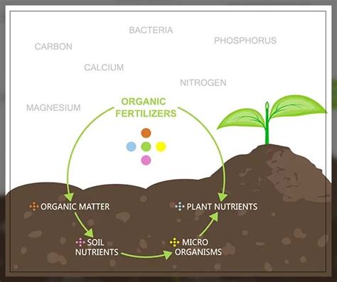 Benefits of Organic Fertilizers with Potassium