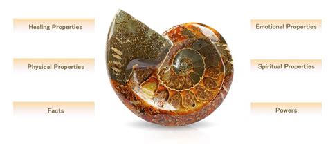 Benefits of Owning Ammonites