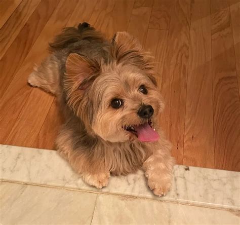 Benefits of Owning a Yorkie Pomeranian Mix