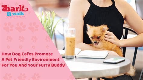 Benefits of Pet Cafes and Lounges: