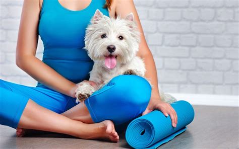 Benefits of Pet-friendly Yoga Workshops