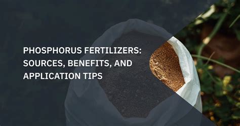 Benefits of Phosphorus Fertilizers