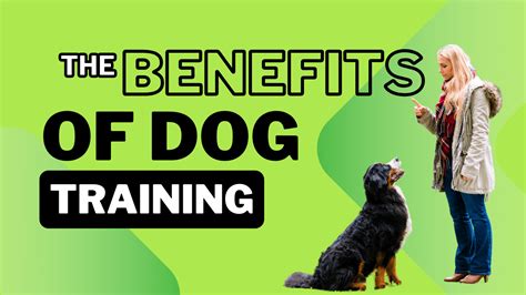 Benefits of Professional Dog Training