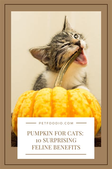 Benefits of Pumpkin Cat Food