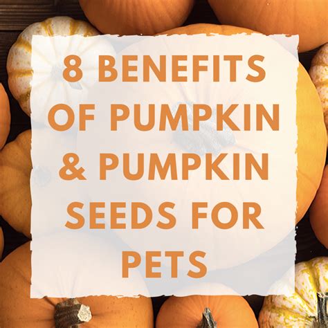 Benefits of Pumpkin Seeds for Dogs