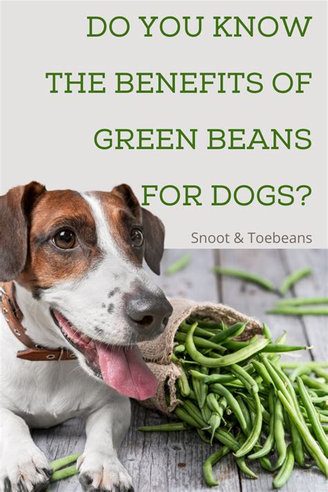 Benefits of String Beans for Dogs