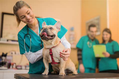 Benefits of Taking Your Pet to a Veterinarian Near You That Is Open On Sunday