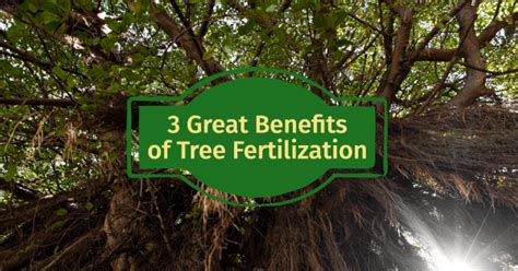 Benefits of Tree Fertilization: