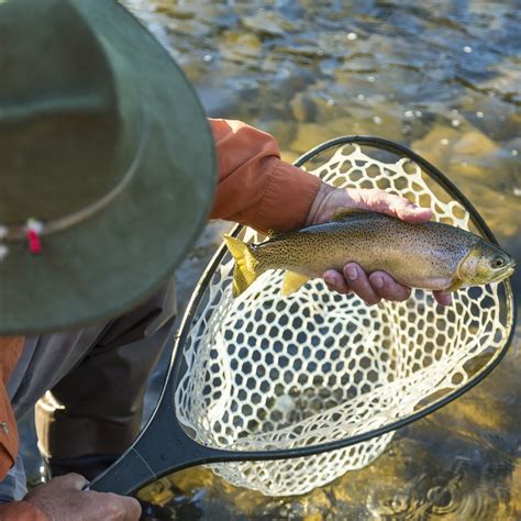 Benefits of Trout Stocking: